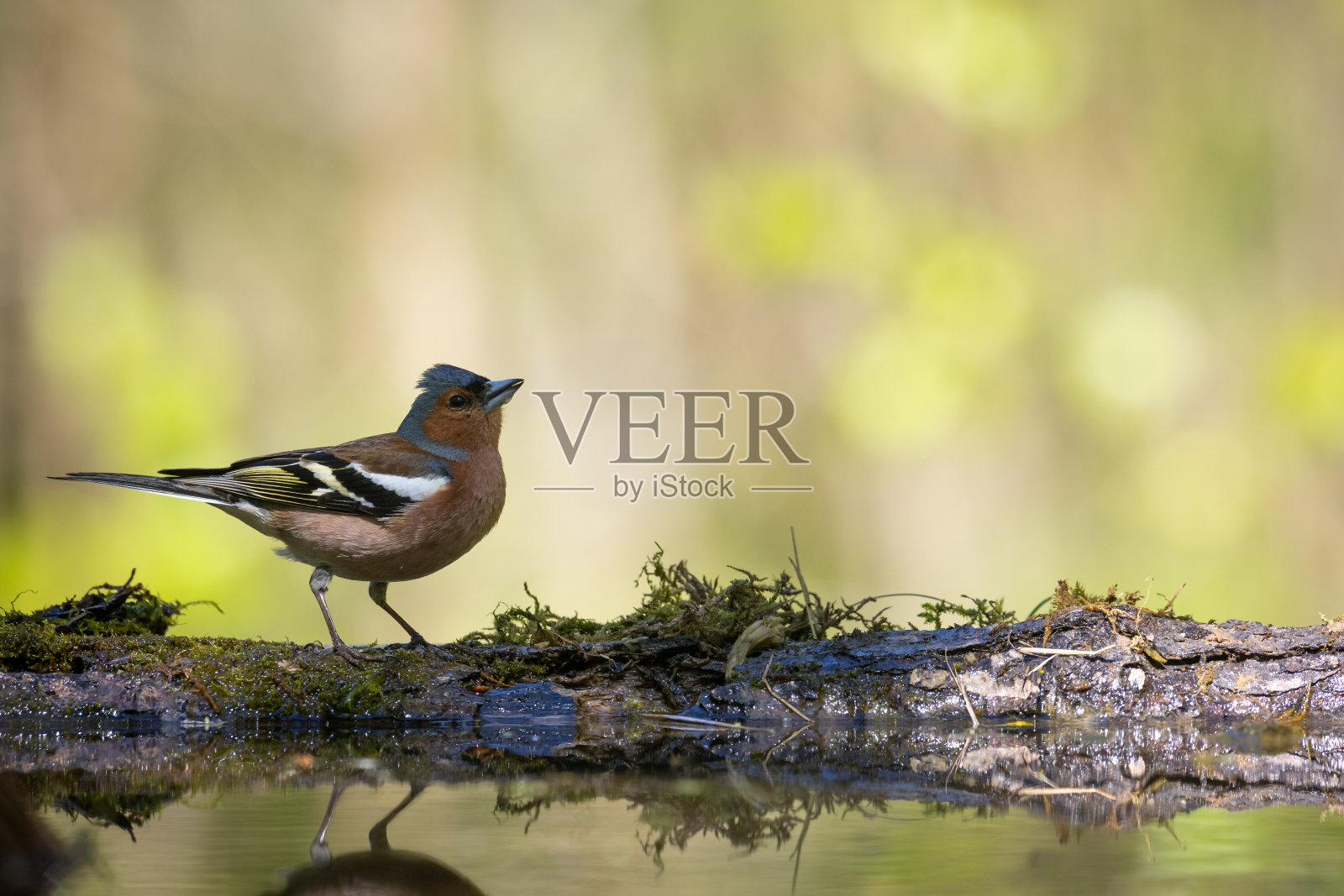 鸟类雄性燕鸥栖息在树上，夏天的时候，绿色的背景，野生动物波兰欧洲鸟在森林池塘饮水照片摄影图片