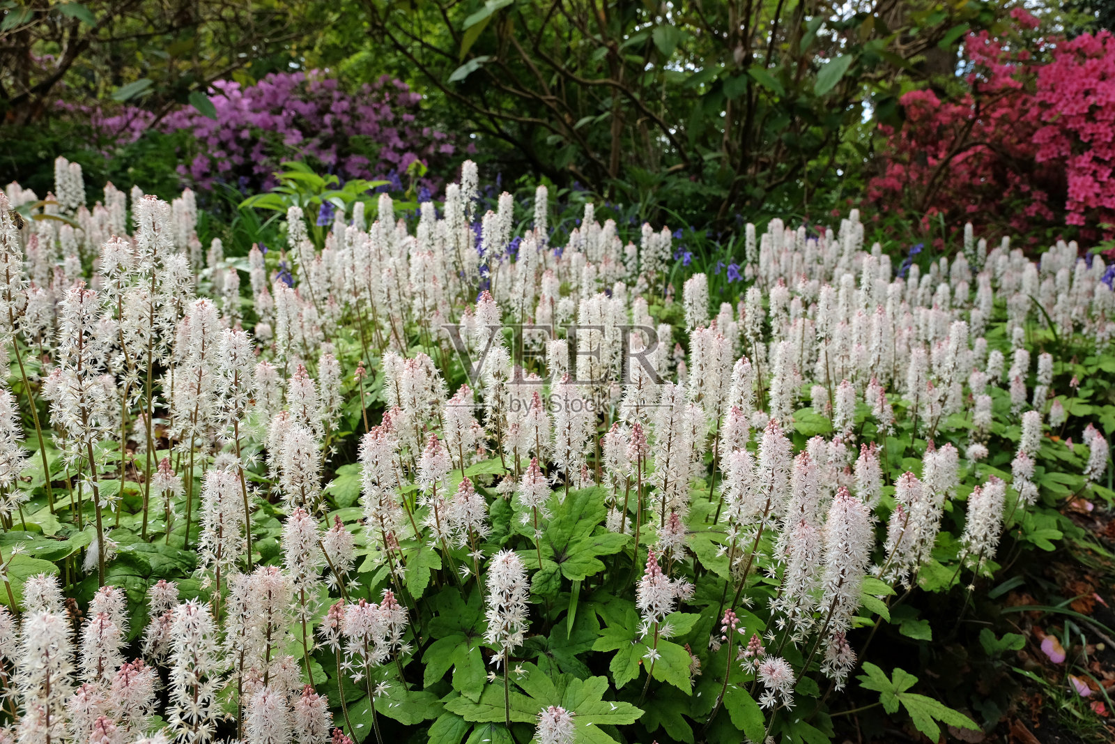 白色的Tiarella wherryi, Wherry的泡沫花，盛开。照片摄影图片