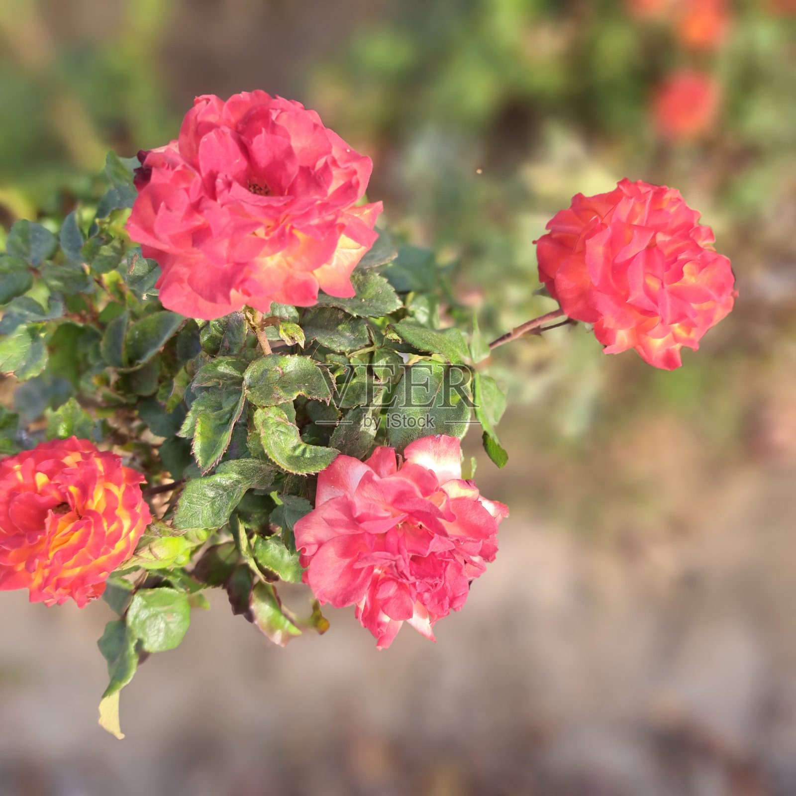 花园里的红花照片摄影图片