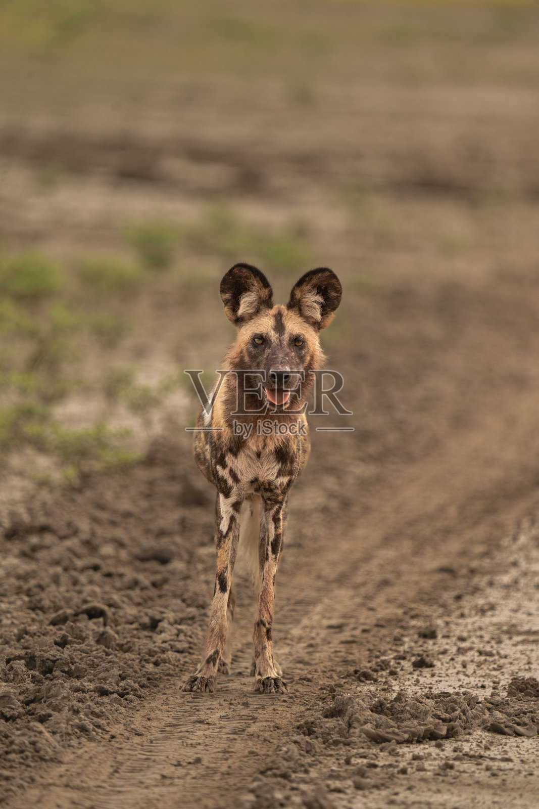 画狼照片摄影图片