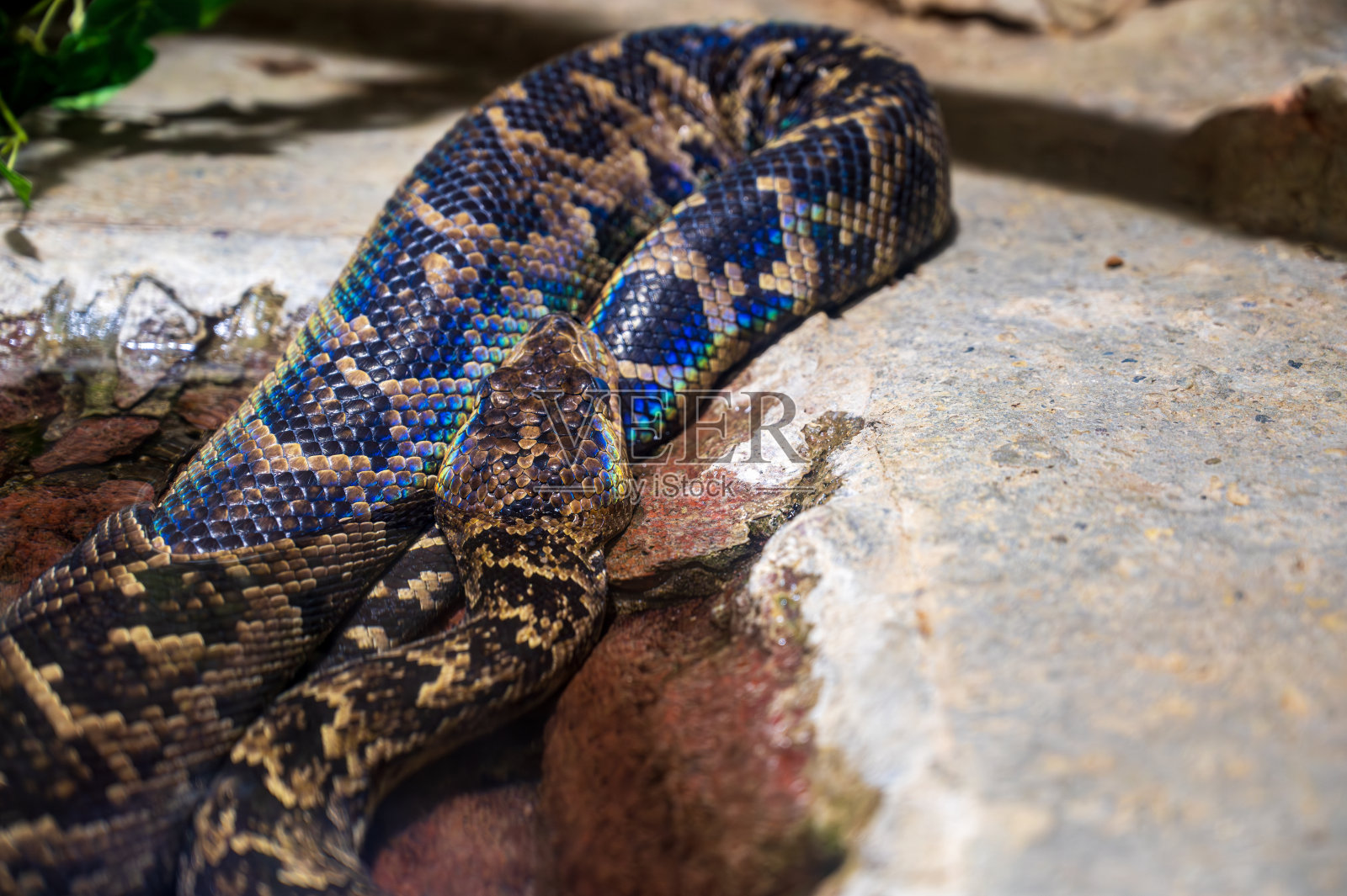 古巴蟒蛇的细节。照片摄影图片