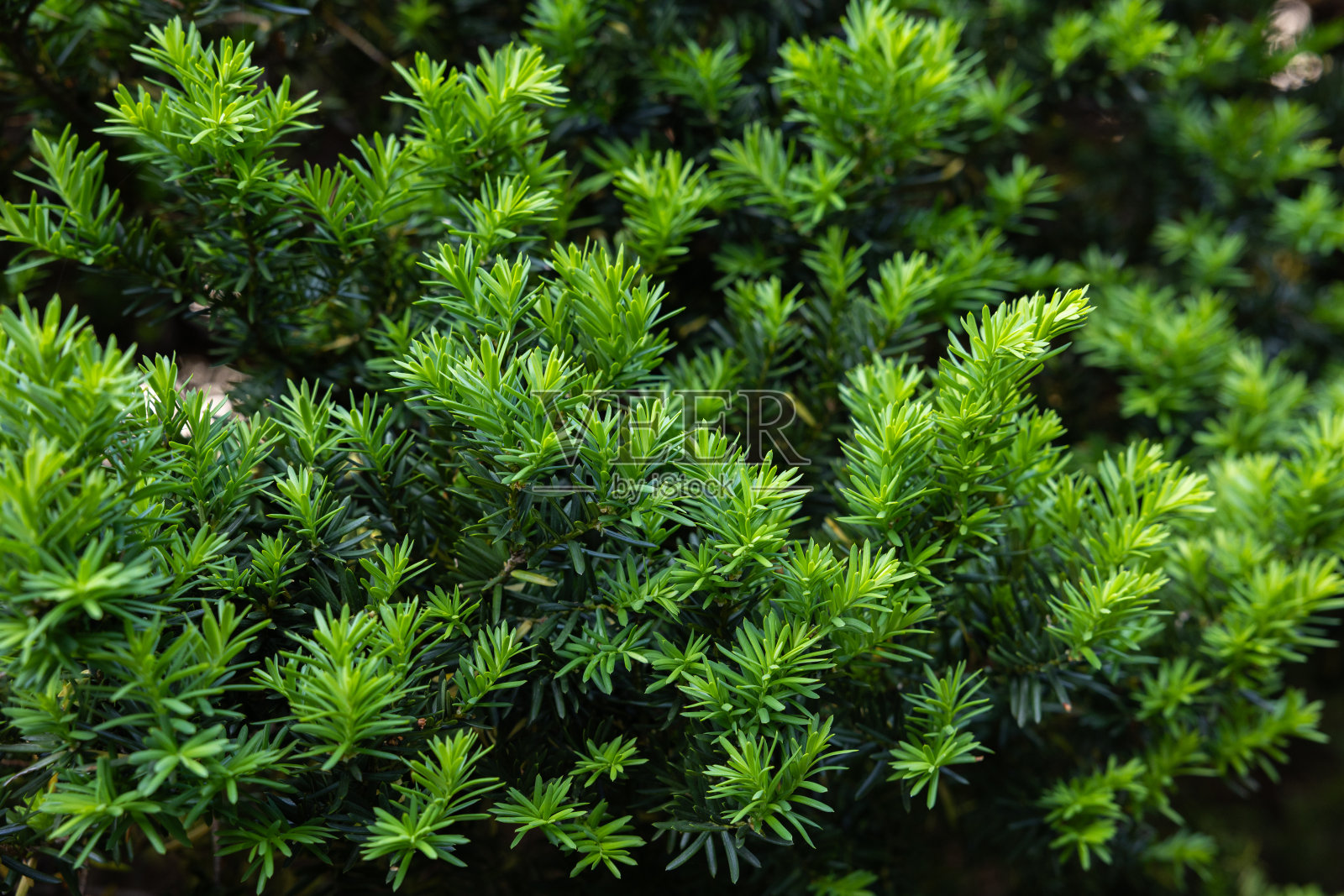 初夏发芽的红豆杉芽。照片摄影图片