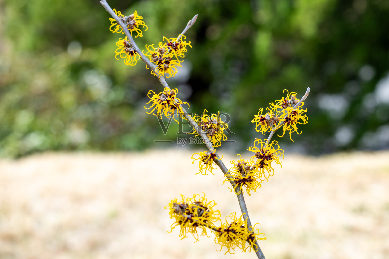 金缕梅(Hamamelis)，中间媒介' Nina '，黄色花朵，在早春开放。照片摄影图片