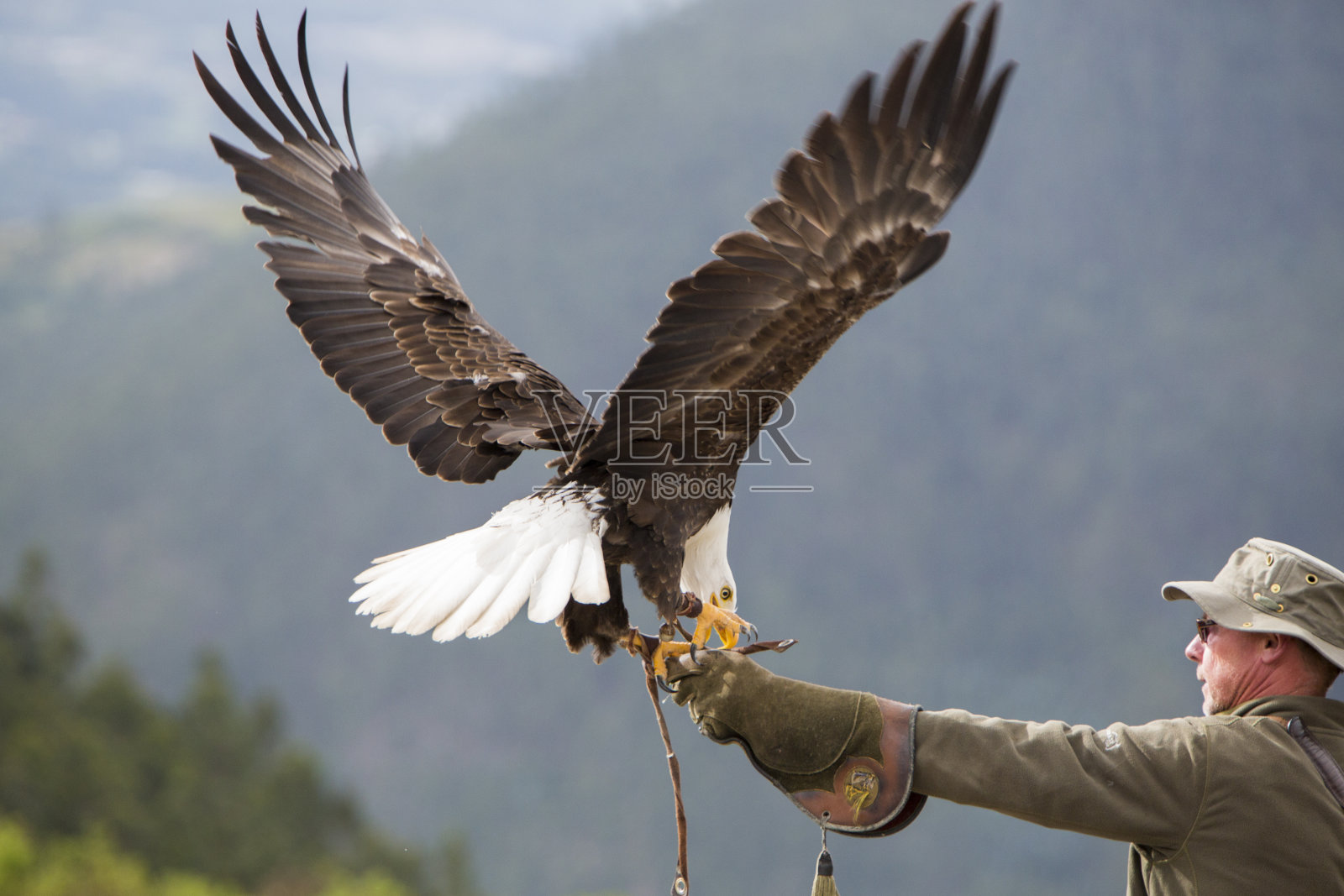 美国秃鹰在厄瓜多尔奥塔瓦洛降落照片摄影图片
