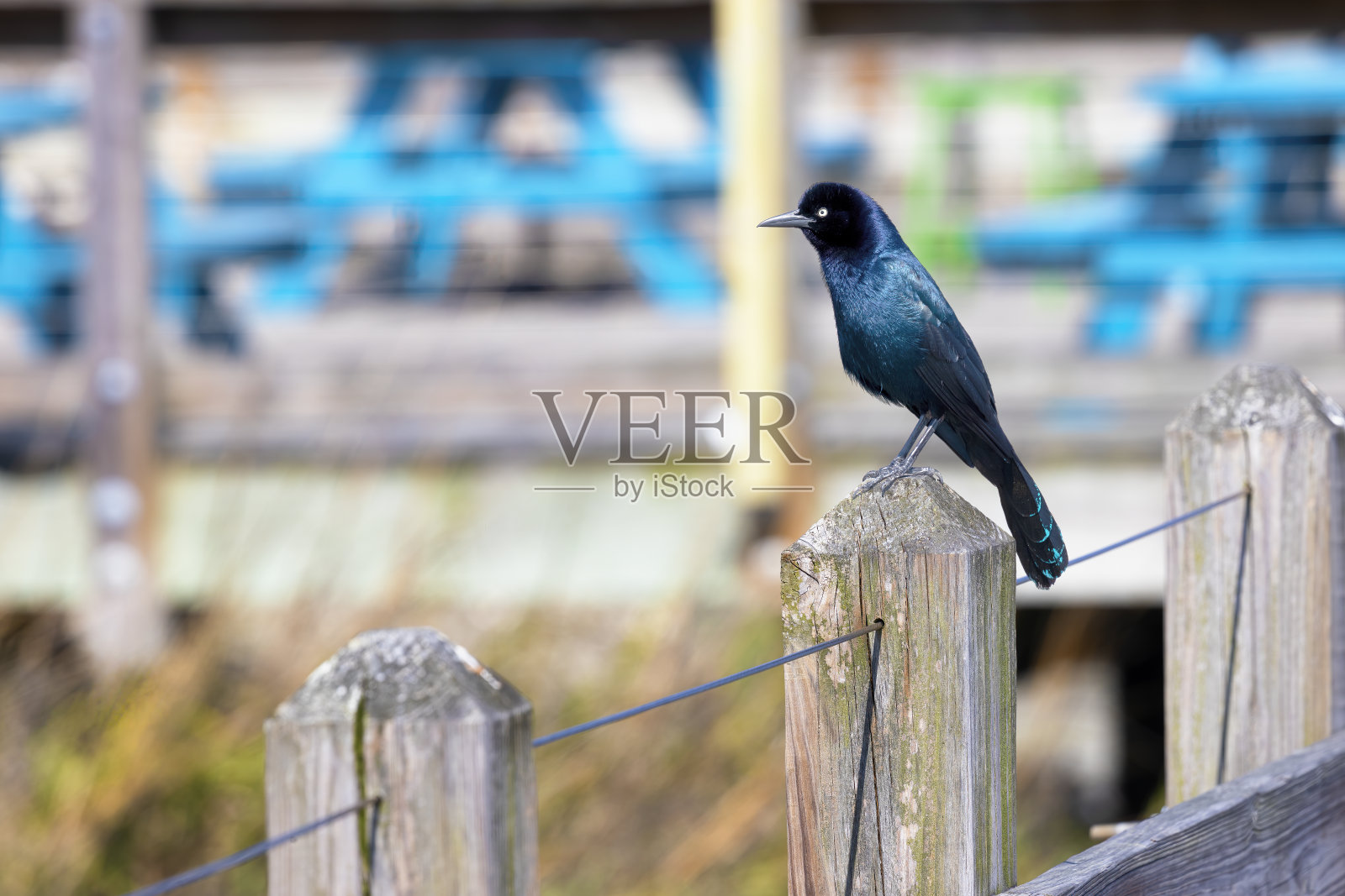 美国南卡罗来纳州芒特普莱森特的谢姆溪公园的场景照片摄影图片