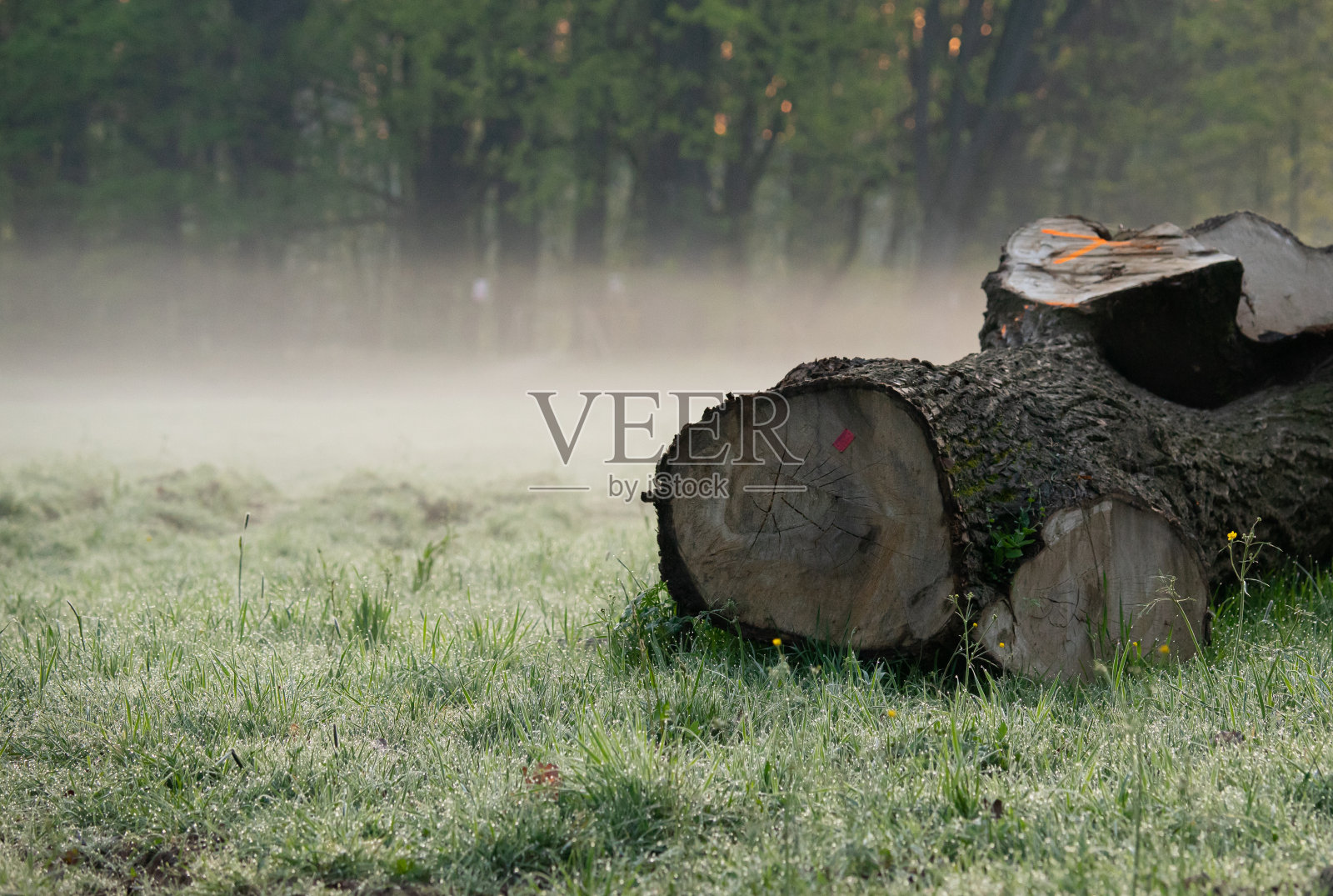 在森林、河流、森林景观中砍伐树木照片摄影图片
