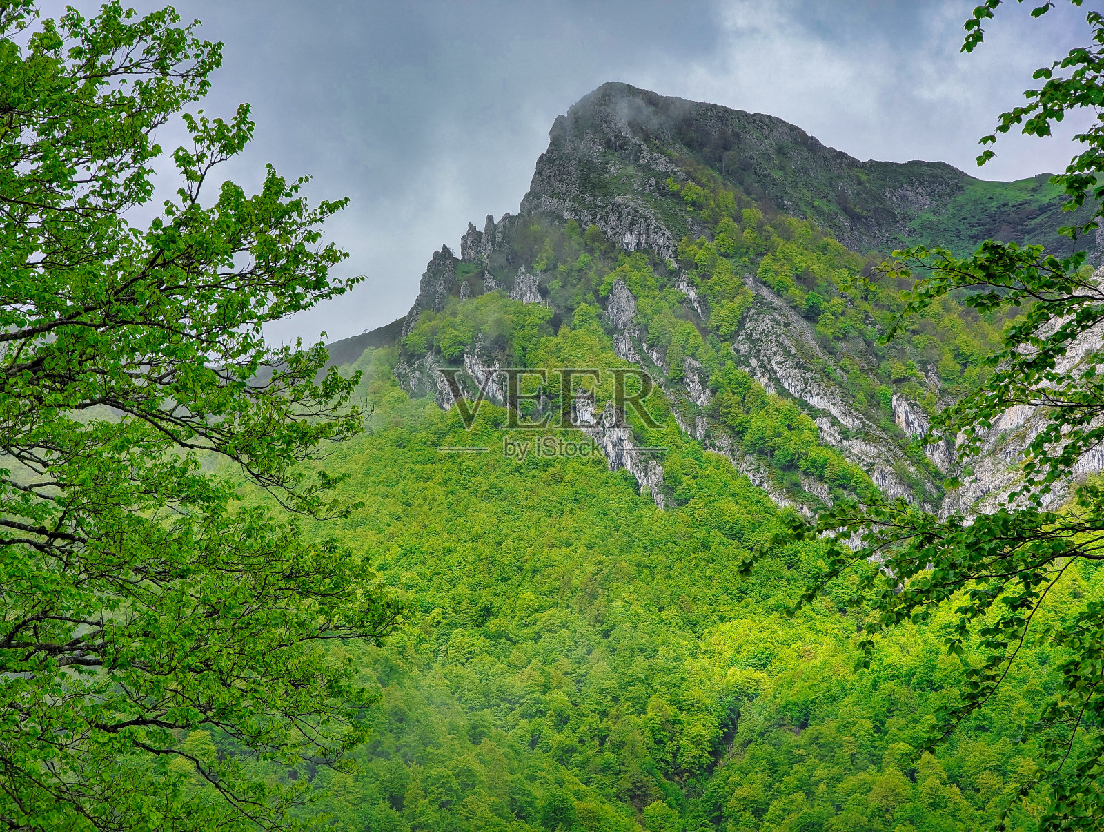 欧洲西班牙阿斯图里亚斯的蓬加自然公园，阴天里的Peloño树林中的山毛榉森林照片摄影图片