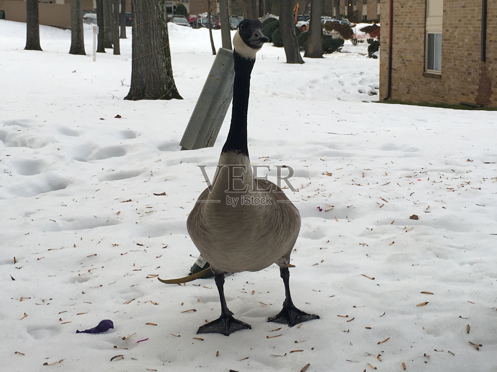 野生加拿大鹅绒照片摄影图片