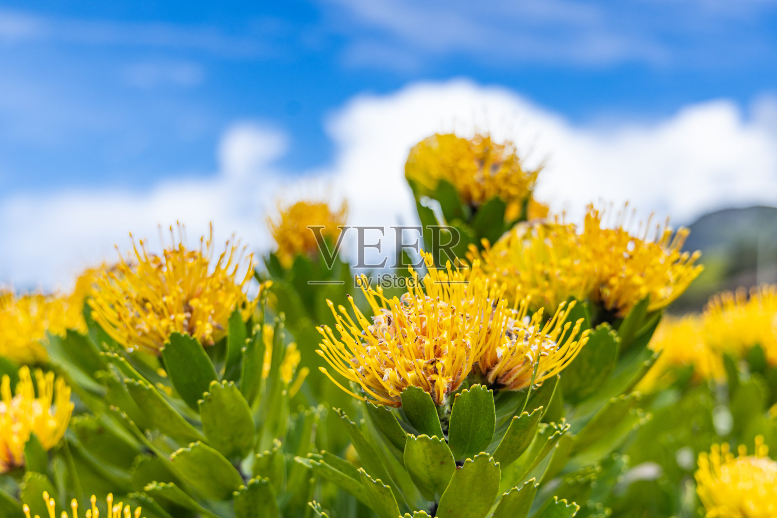 弗洛雷斯岛上的黄色野花。照片摄影图片