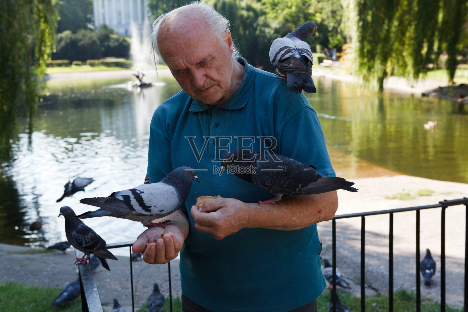 带鸽子的人照片摄影图片