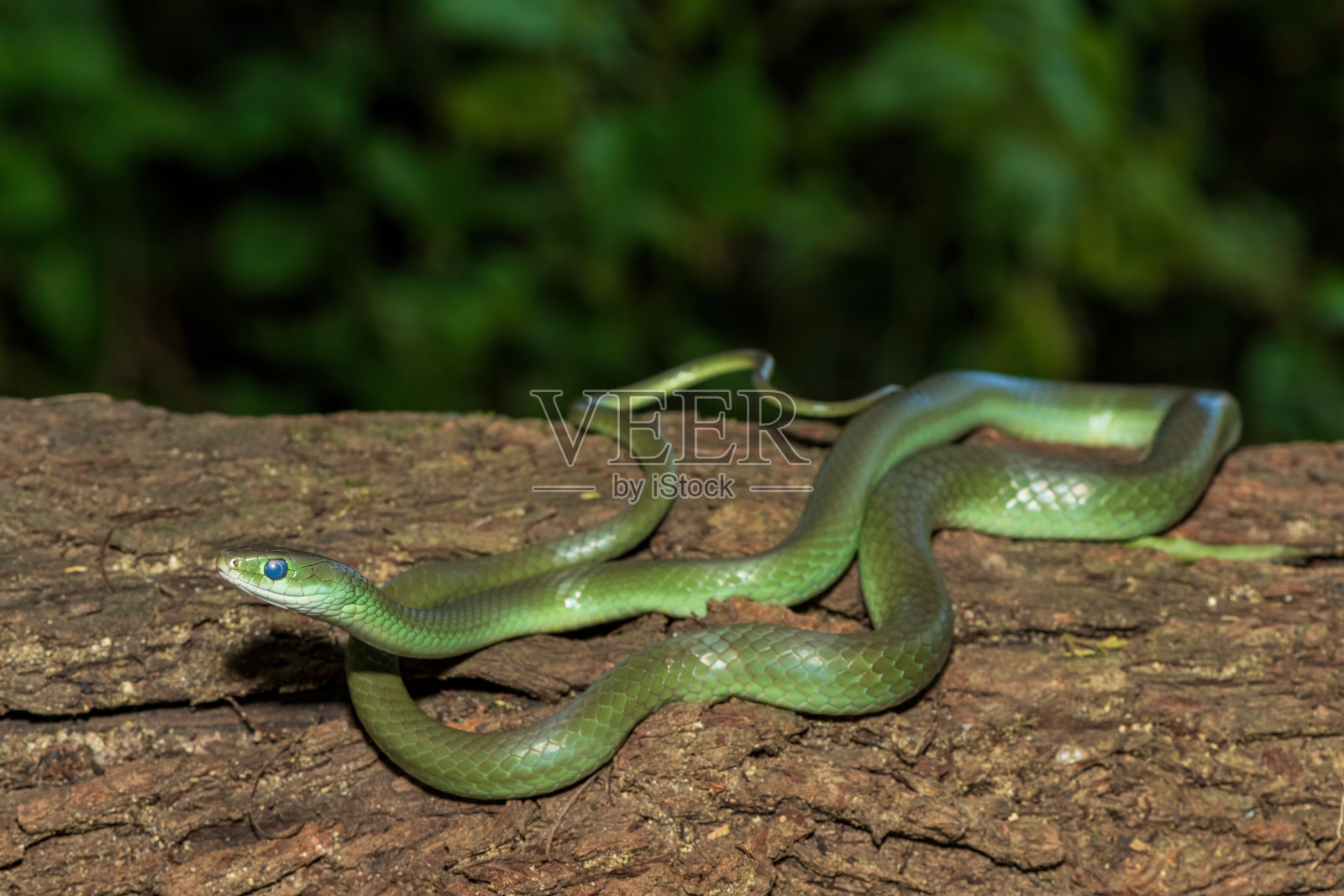 绿水蛇(Philothamnus hoplogaster)照片摄影图片