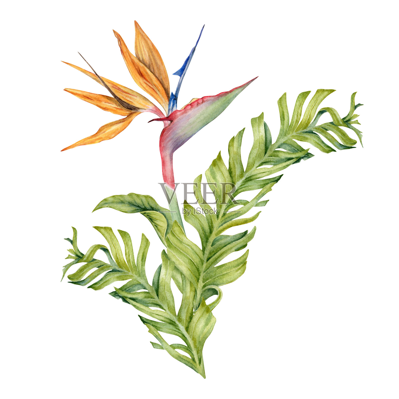 有热带叶子的streliziia花。天堂鸟植物。花卉组成的明信片，标志，时尚和化妆品包装。手绘水彩插图孤立的白色背景插画图片素材