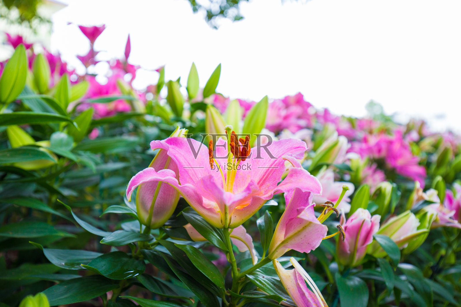 美丽的粉红色百合植物室外花园花盛开照片摄影图片
