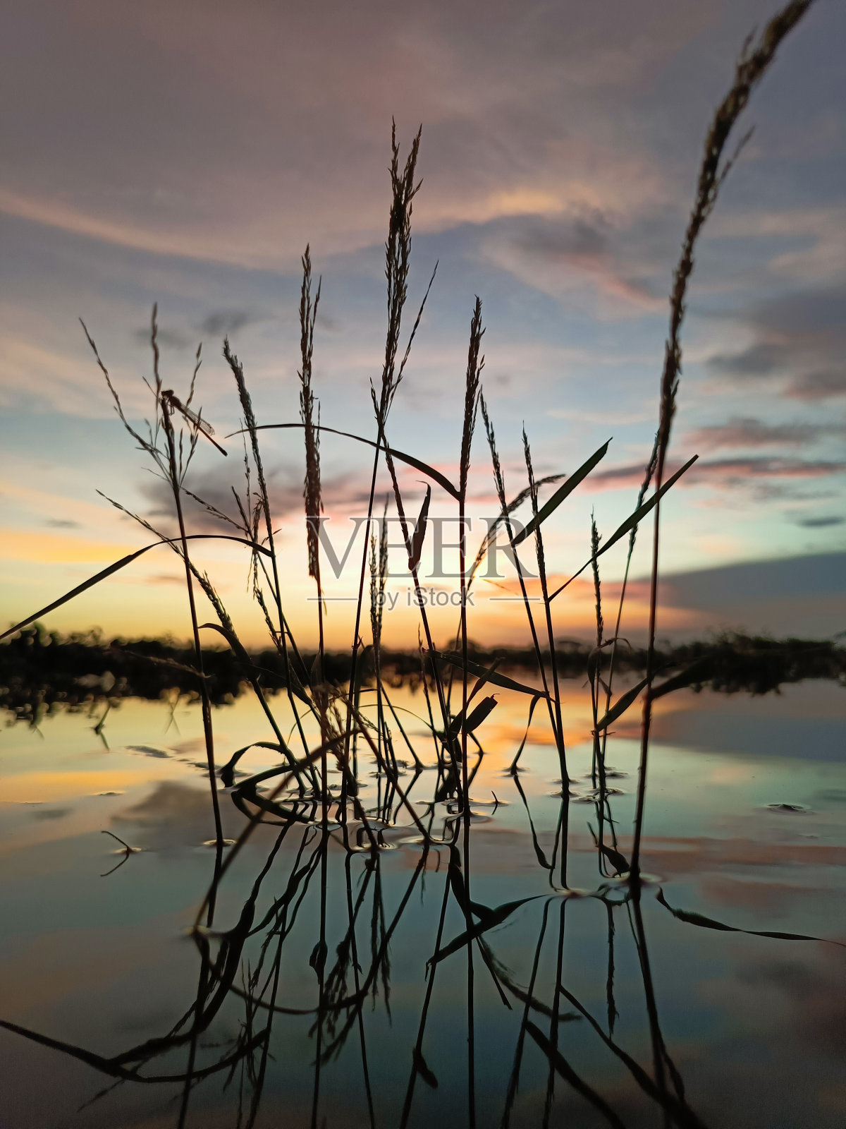 湖边的草地照片摄影图片