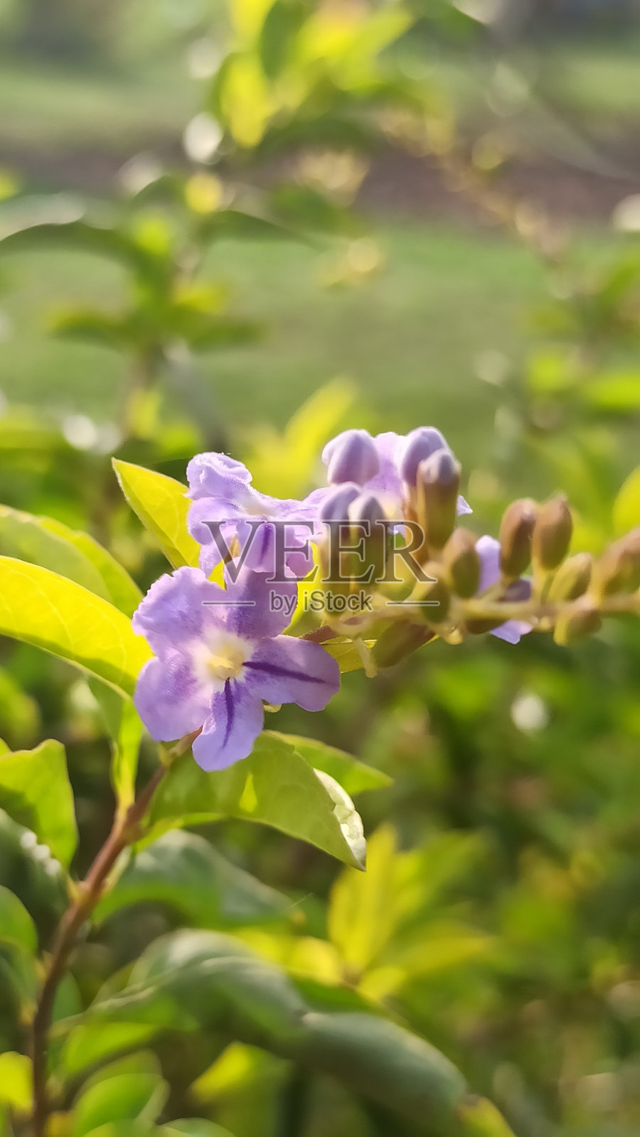 杜鹃花照片摄影图片