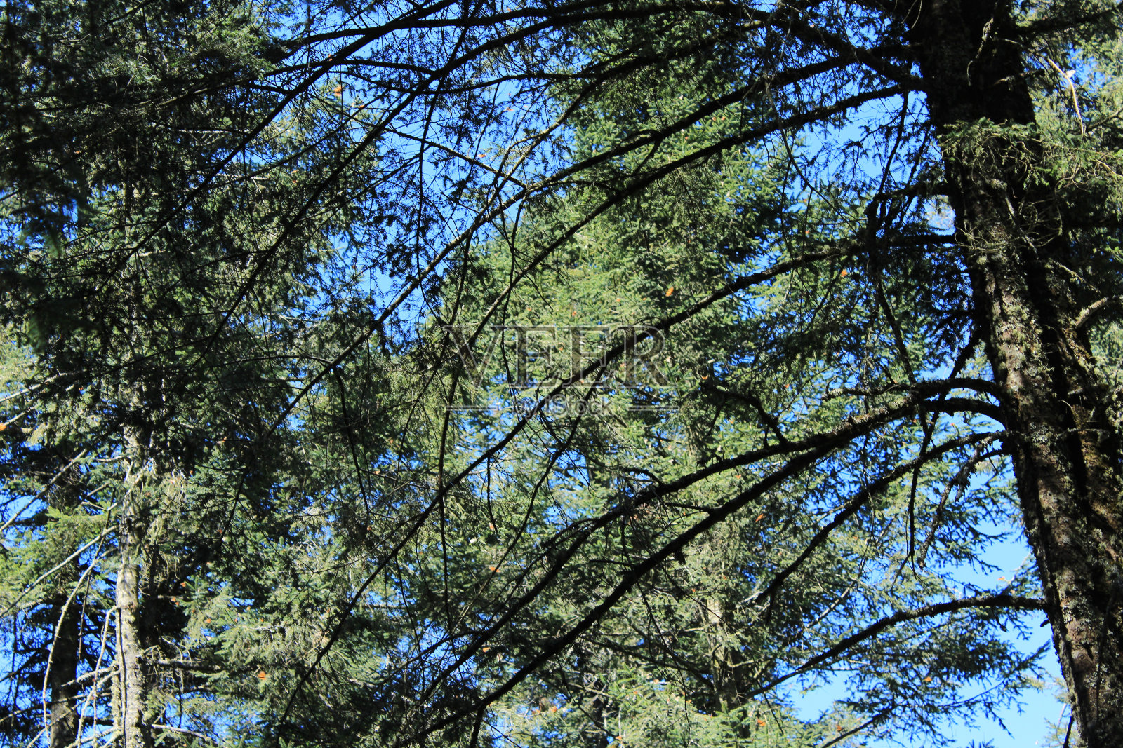 森林的树叶照片摄影图片