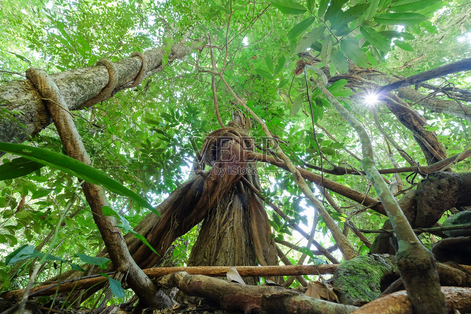 给泰国的森林气氛增添了戏剧性的色彩照片摄影图片