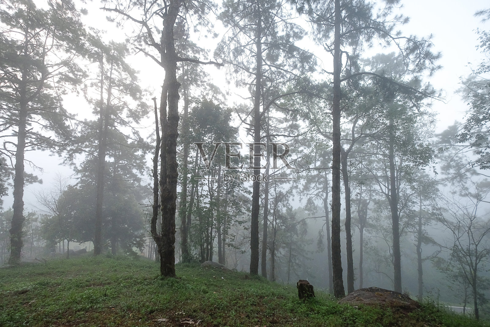 给泰国的森林气氛增添了戏剧性的色彩照片摄影图片