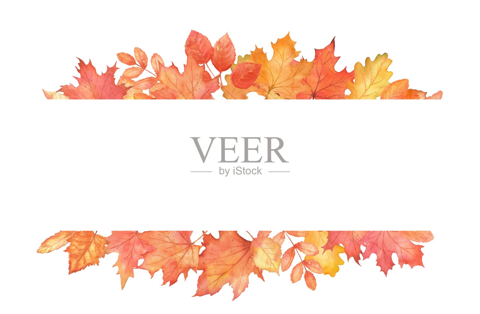 矩形跌落框。秋枫叶插画图片素材