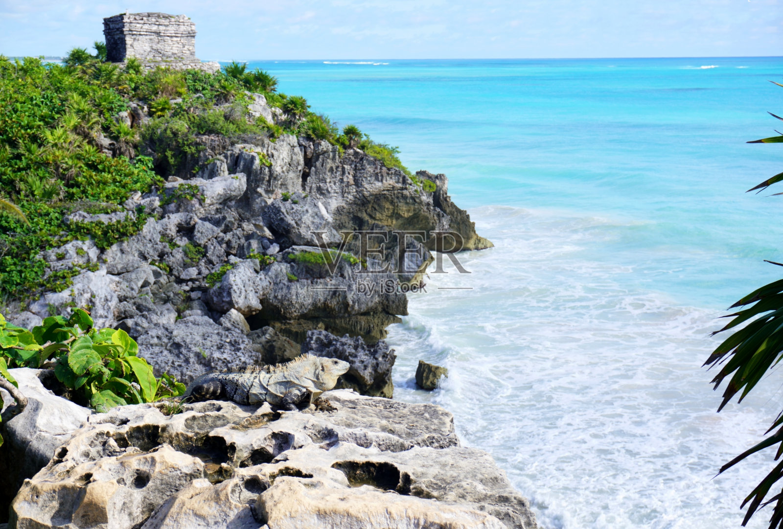 大鬣蜥照片摄影图片