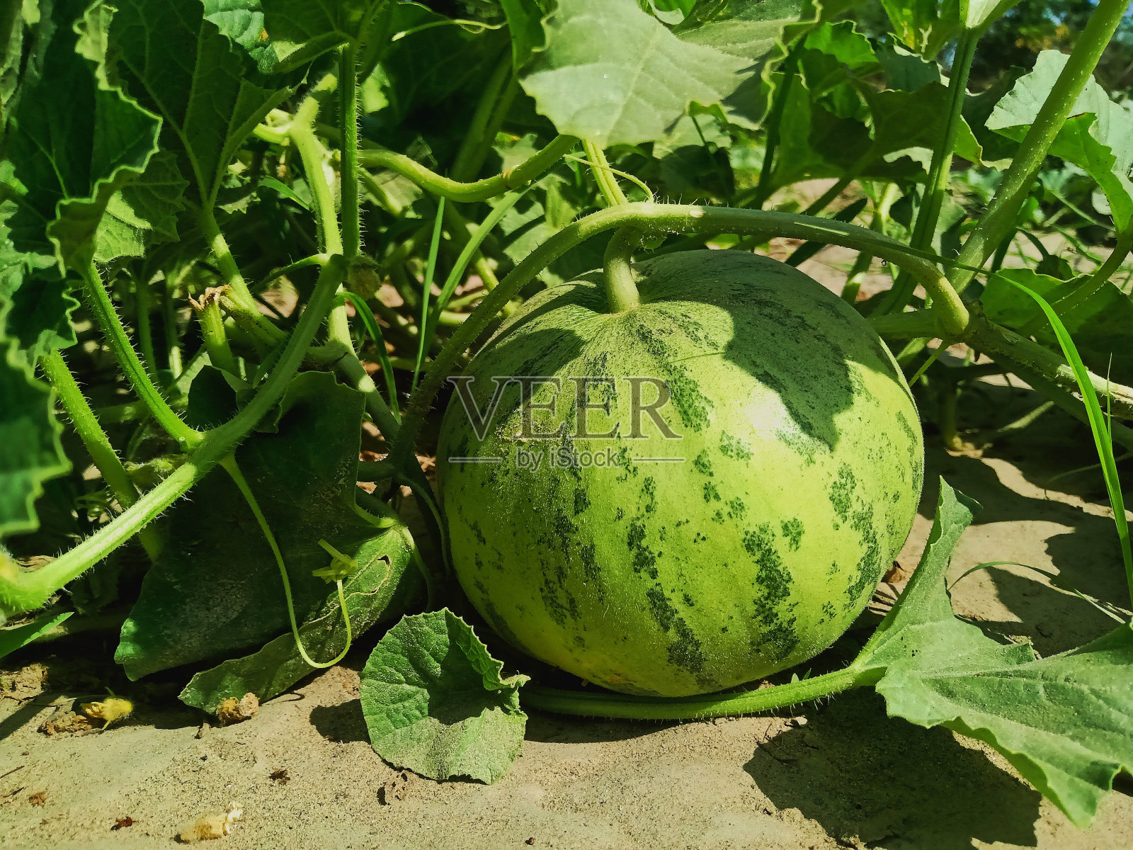 生瓜照片摄影图片