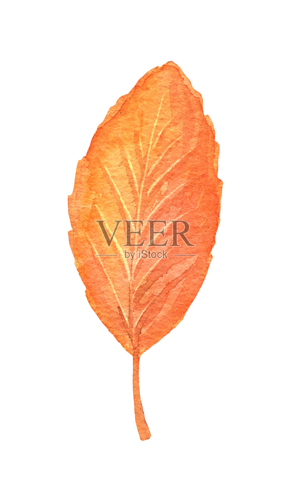 水彩落树叶孤立。手绘插图插画图片素材