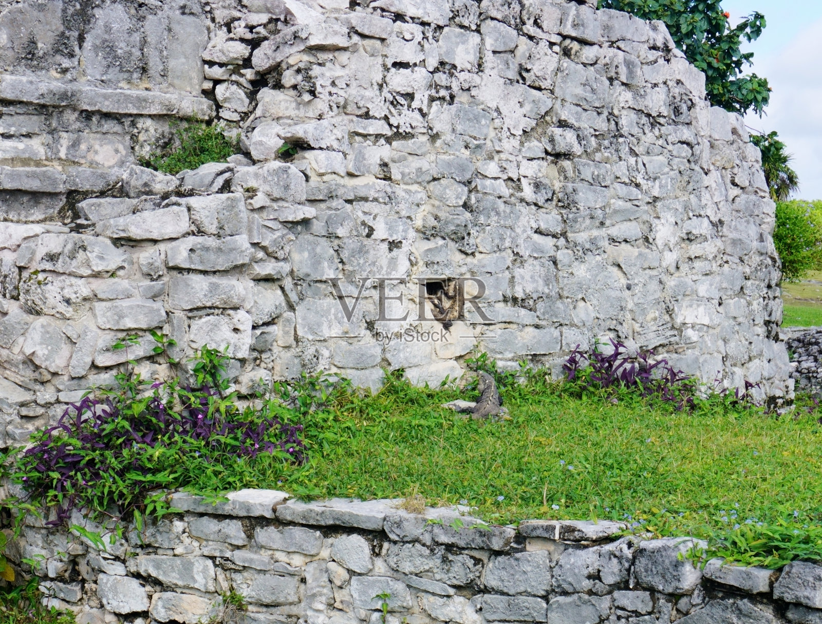 图卢姆遗址上的鬣蜥照片摄影图片