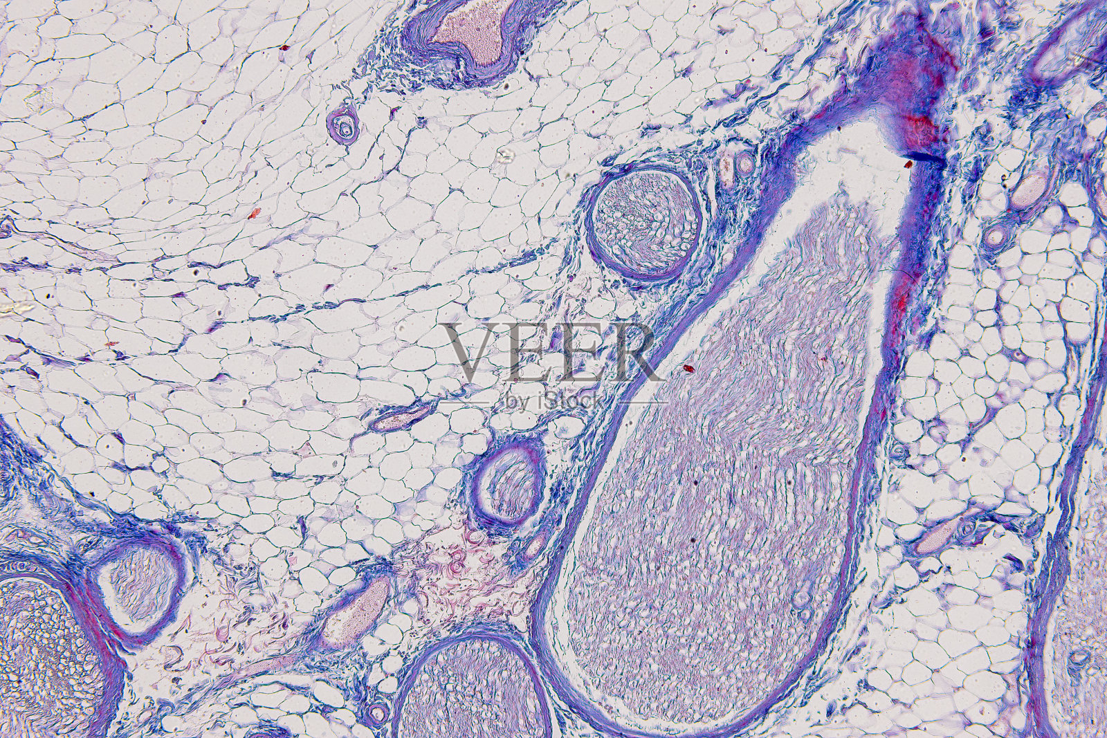显微镜下小鼠脑组织、小脑、交感神经节及猫周围神经的组织学观察。照片摄影图片