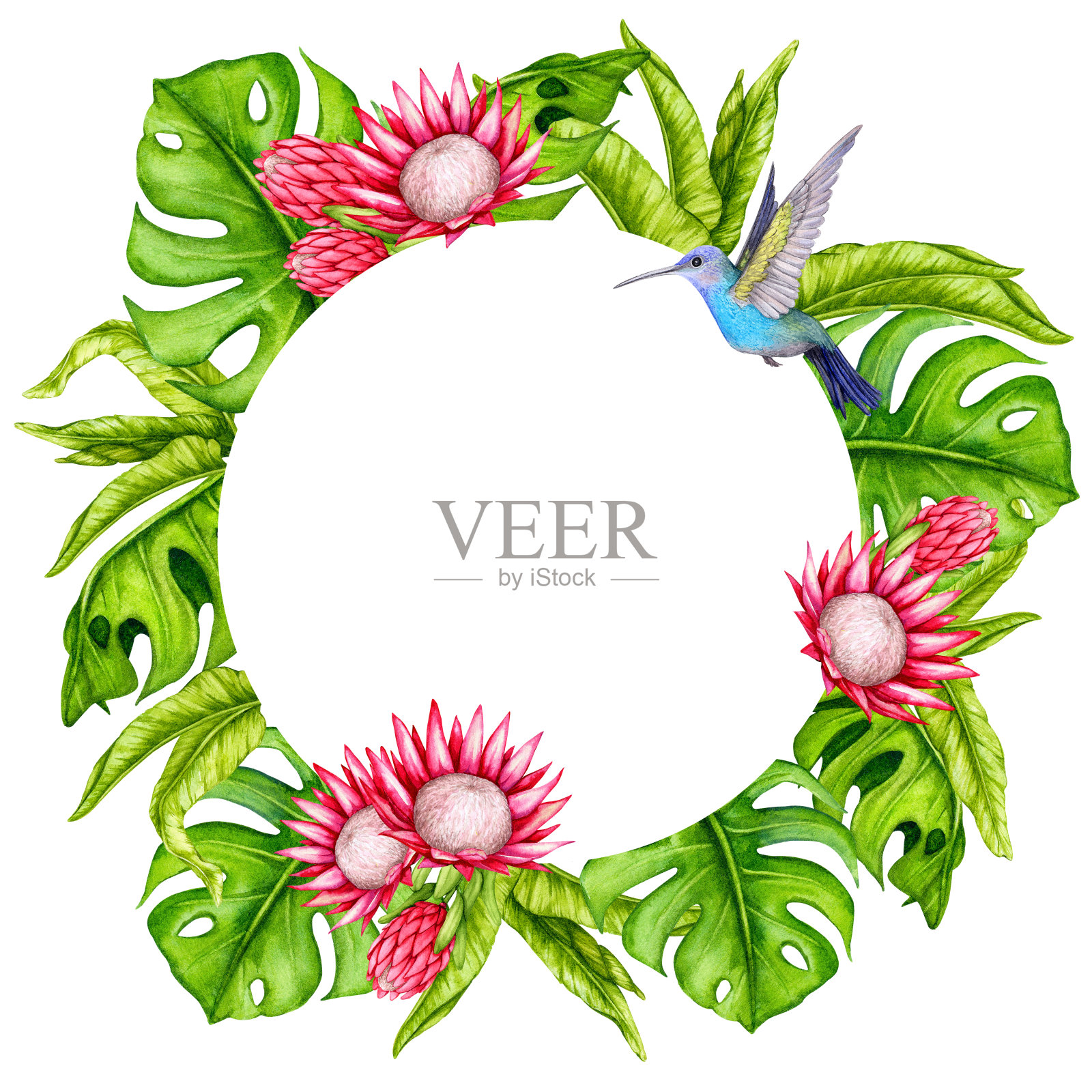 圆形框架的热带树叶，变形花和蜂鸟。水彩植物插图。花组成。设计邀请，海报，卡片，贺卡，织物印刷等。插画图片素材