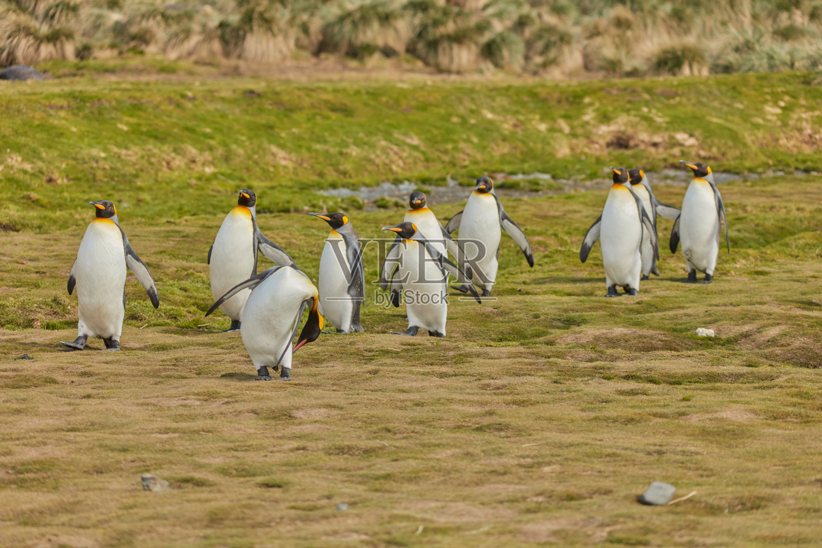在南乔治亚岛的福尔图纳湾，帝企鹅在它们的天堂里。照片摄影图片