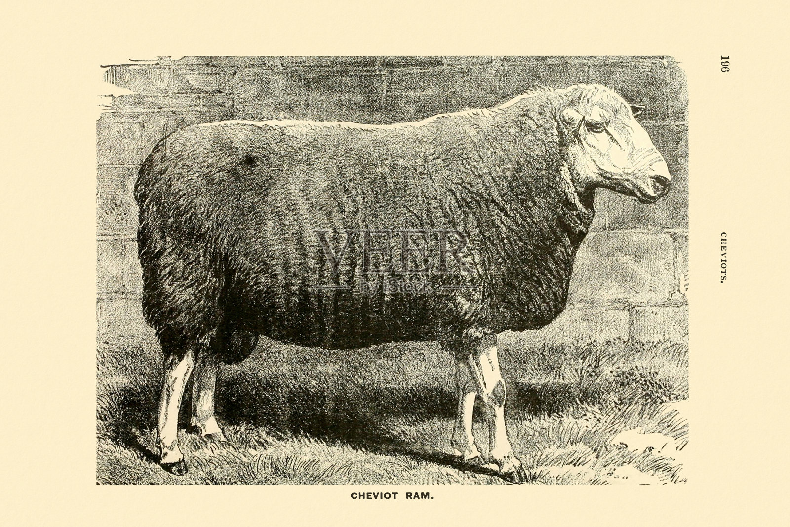 复古羊插画插画图片素材