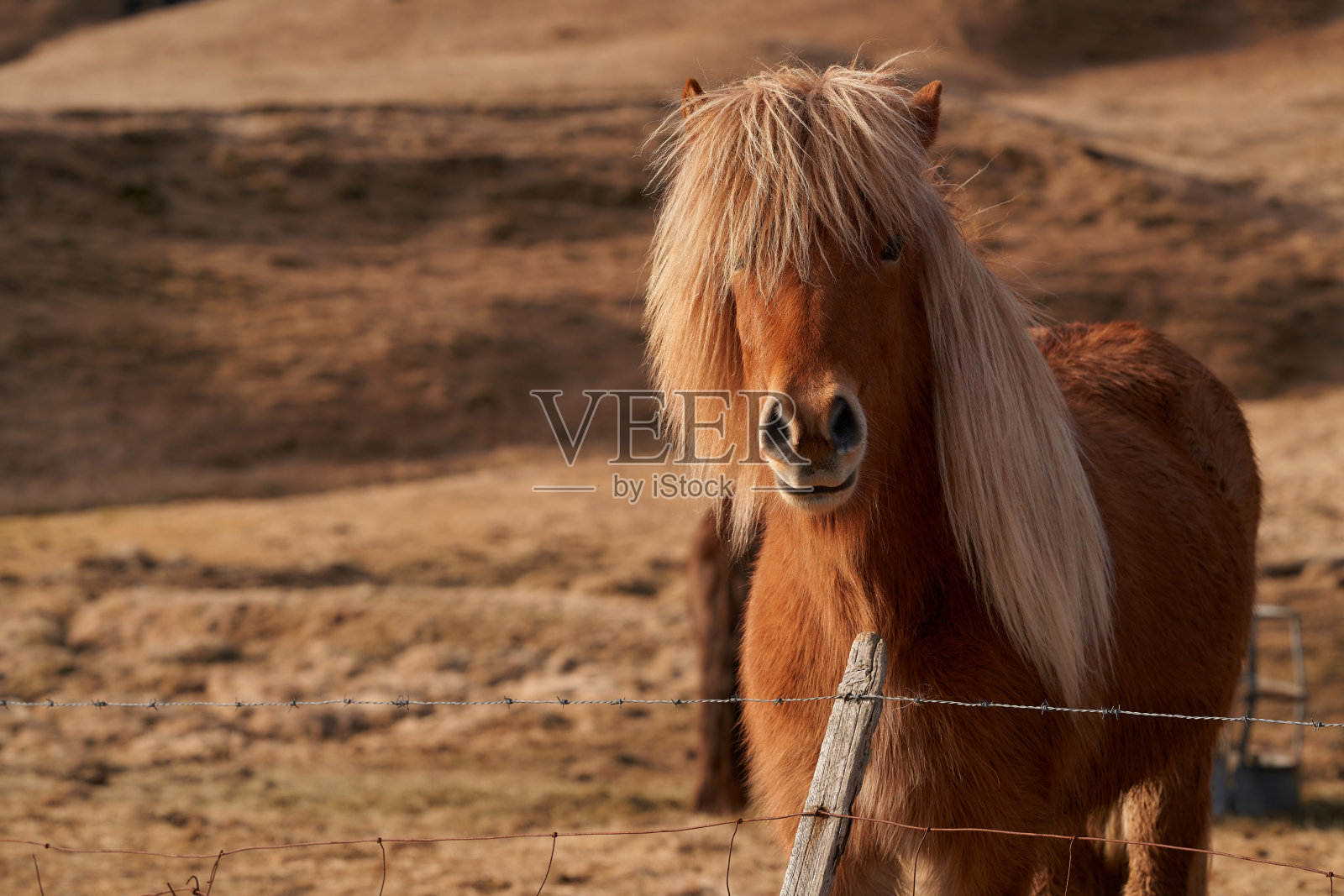 爱尔兰金发棕马的正面肖像与复制空间照片摄影图片