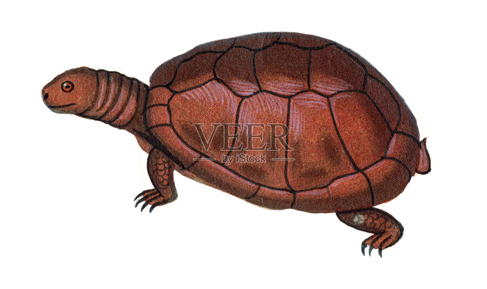 绘龟-布丰作品全集1830插画图片素材