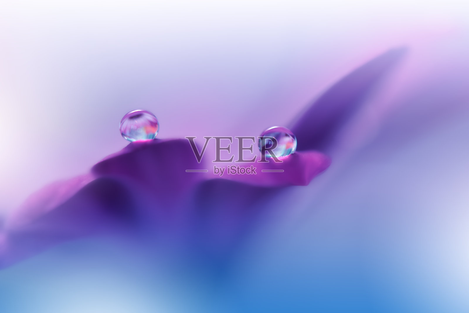 美丽宁静的自然背景。惊人的春花微距拍摄。艺术设计。特写摄影。概念抽象照片。幻想花卉艺术。创意艺术壁纸。紫罗兰的颜色。非洲菊Daisy.Colorful、颜色、植物。水drop.Romantic,爱。照片摄影图片