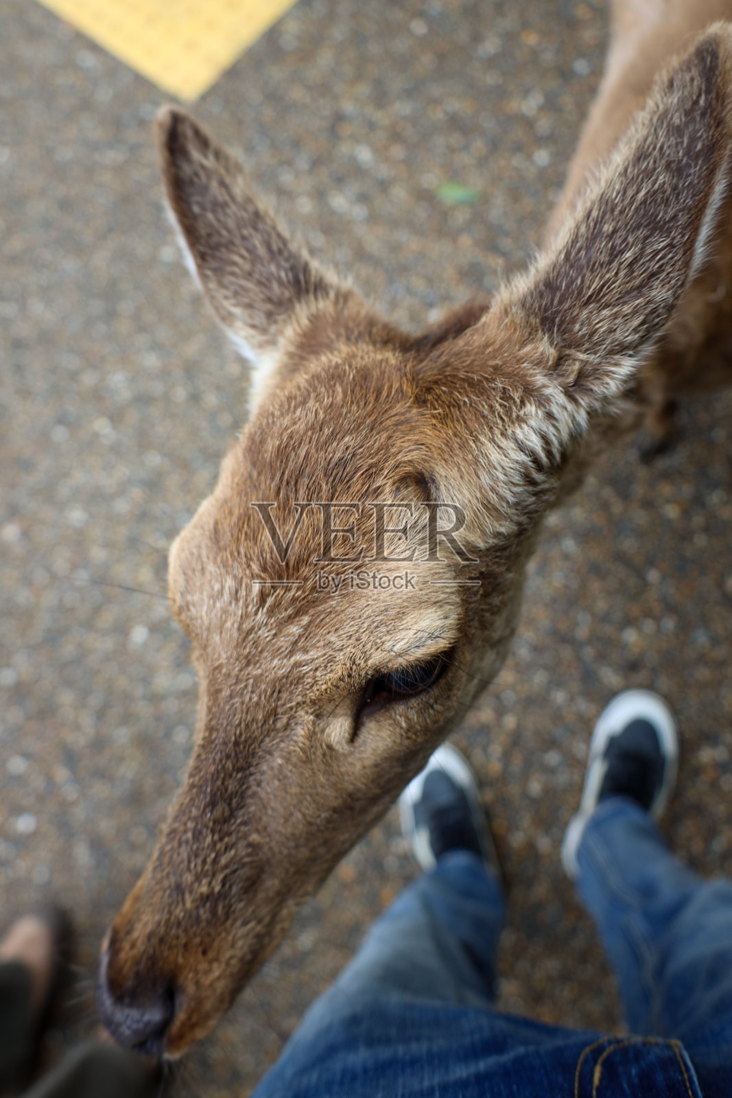 日本奈良市和它的鹿照片摄影图片