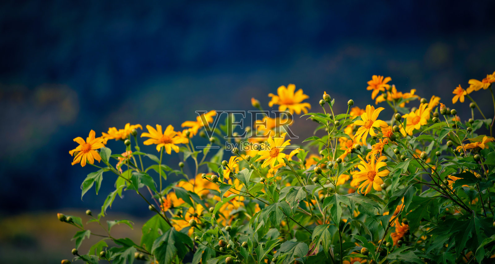墨西哥向日葵(东华花)在蓝色的天空在泰国湄宏山省白天。照片摄影图片