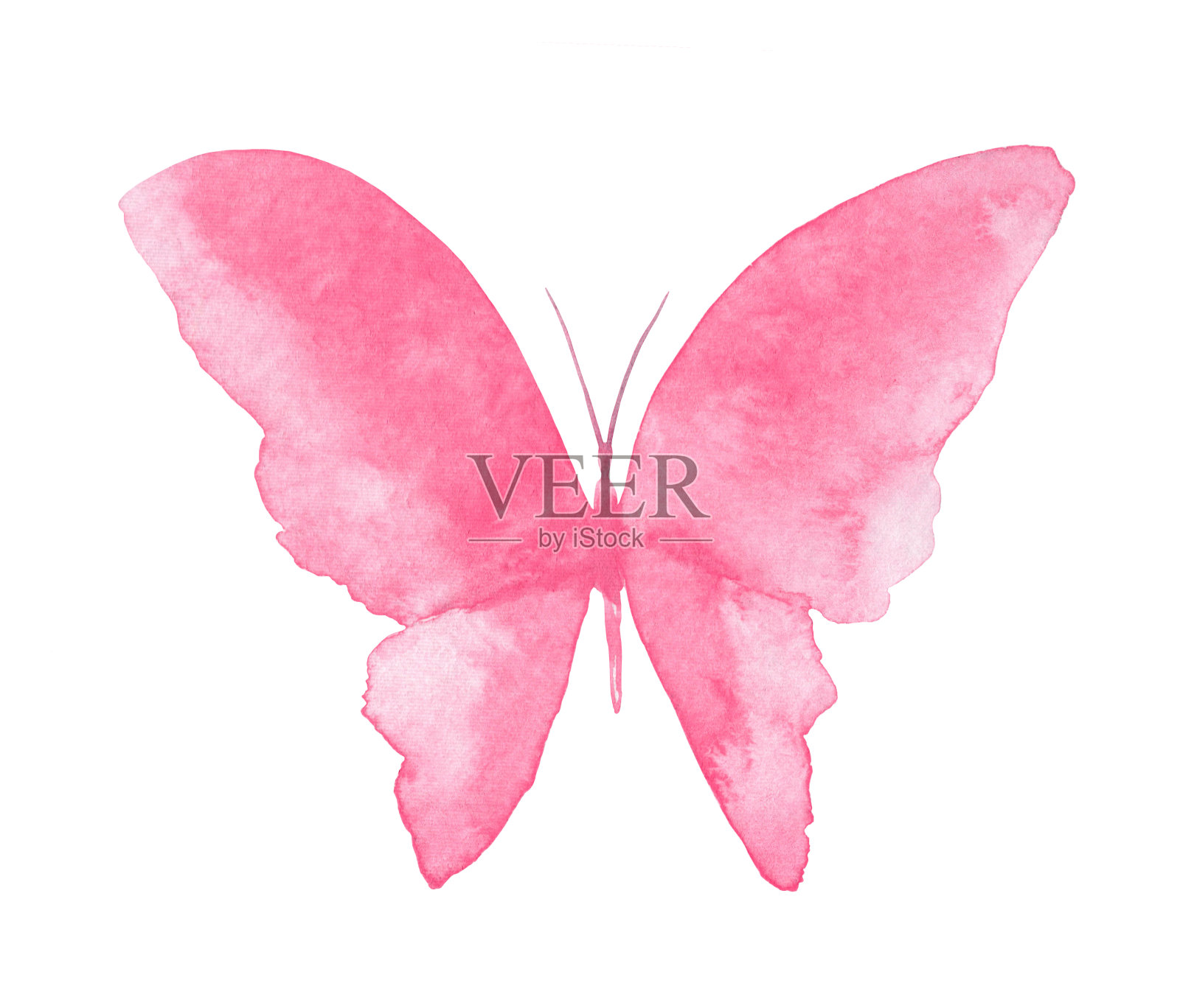 白色背景上的水彩粉色蝴蝶。插画图片素材