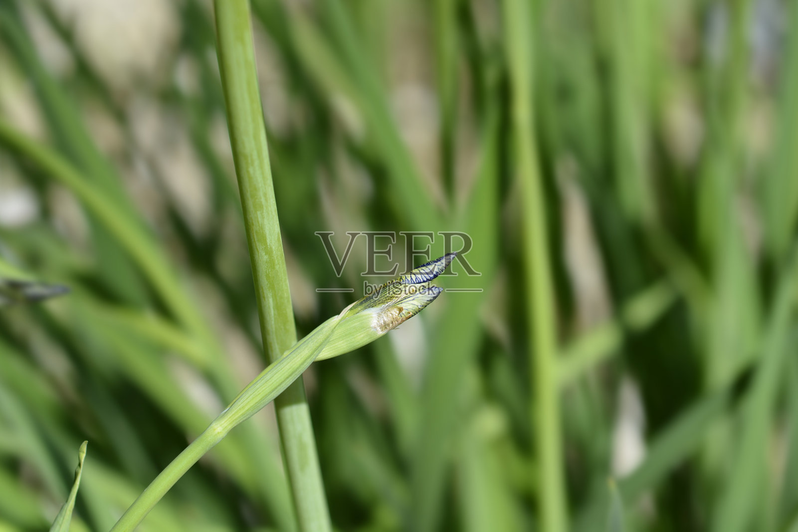 西伯利亚的虹膜照片摄影图片