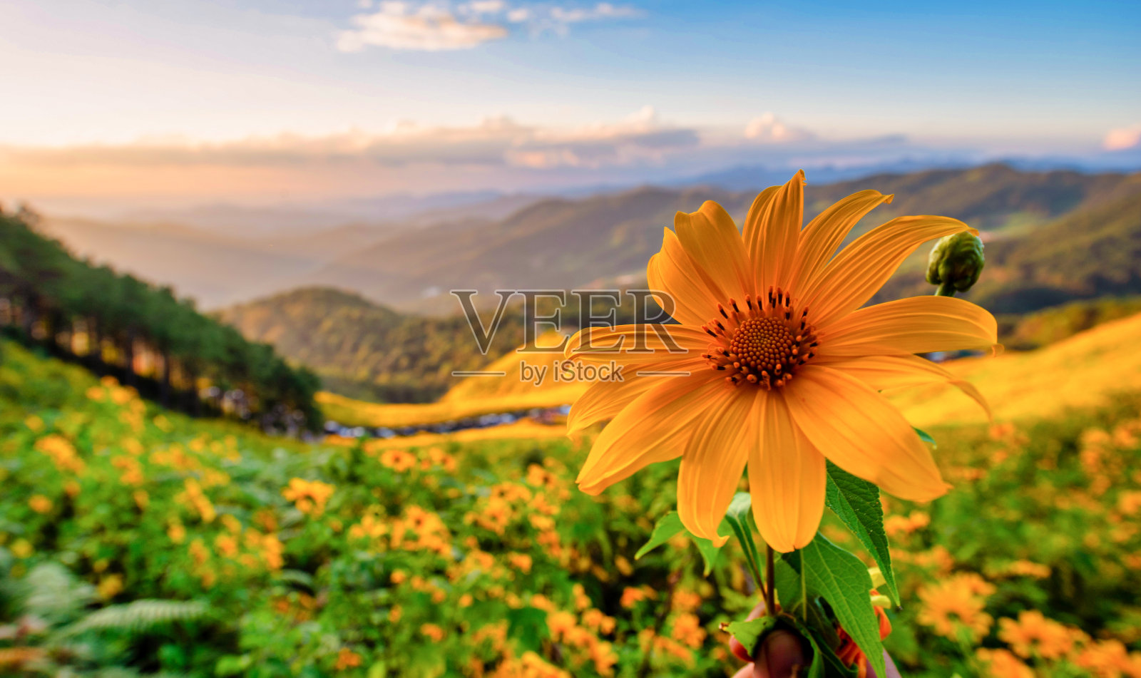 墨西哥向日葵(东华花)在蓝色的天空在泰国湄宏山省白天。照片摄影图片