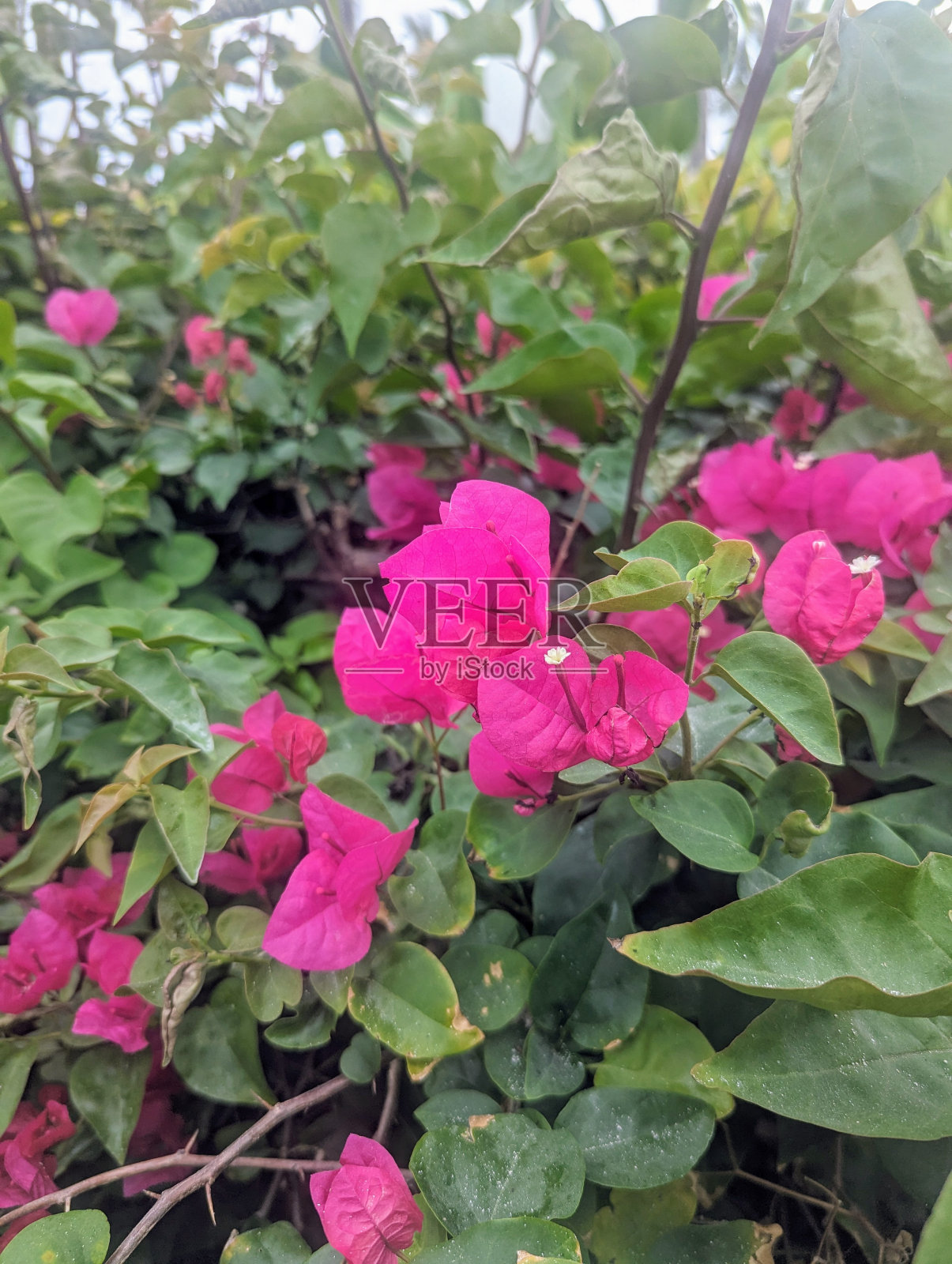 叶子花属照片摄影图片