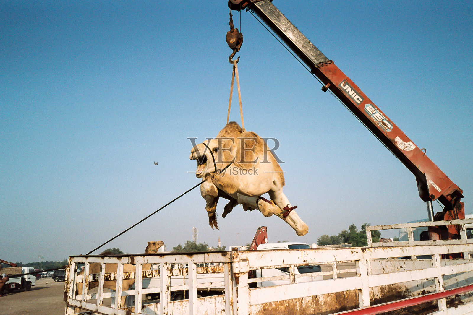 饥饿的骆驼照片摄影图片