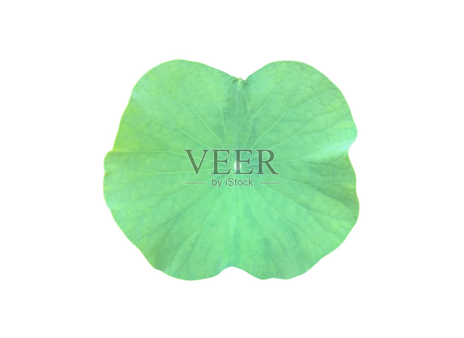 睡莲或荷叶照片摄影图片