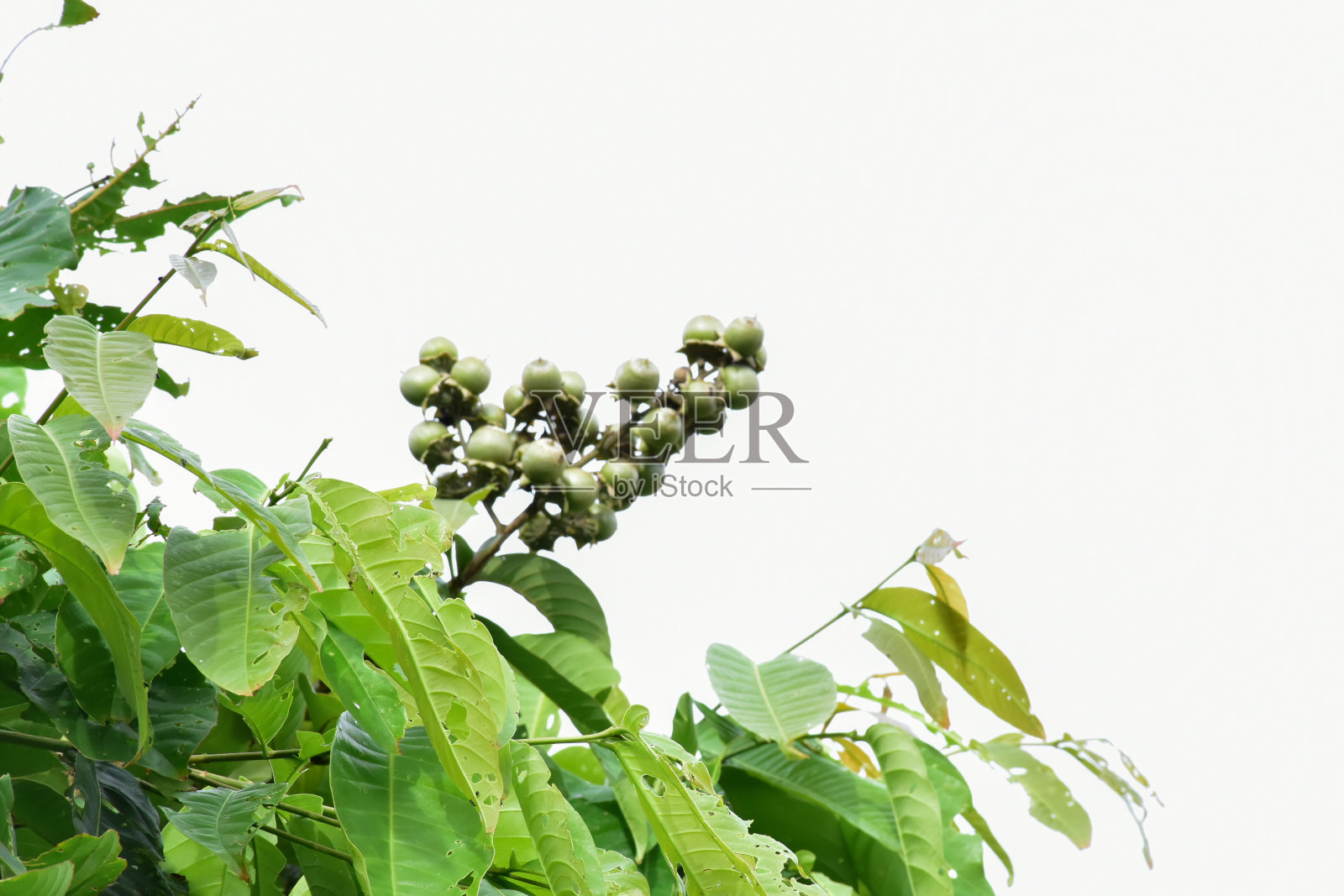 花紫薇枝照片摄影图片