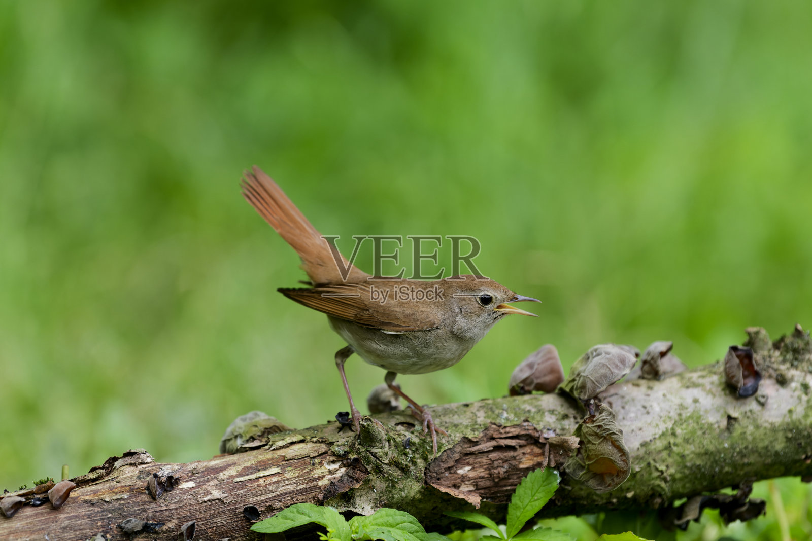 夜莺(Luscinia megarhynchos)照片摄影图片