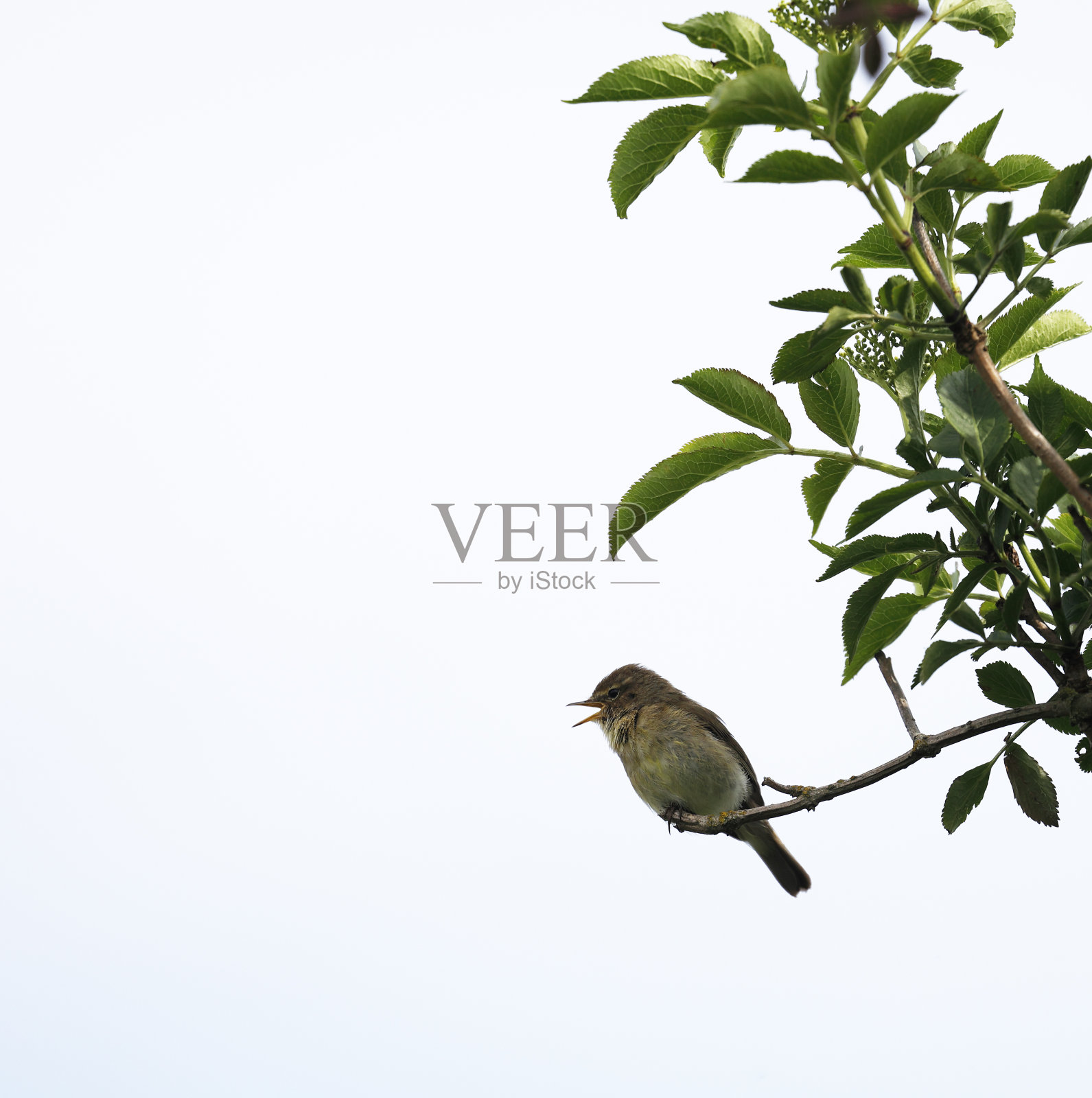 叽喳柳莺照片摄影图片