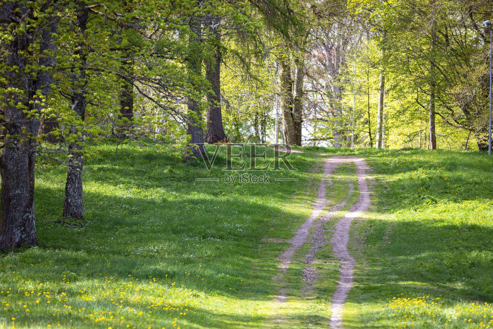 森林。照片摄影图片