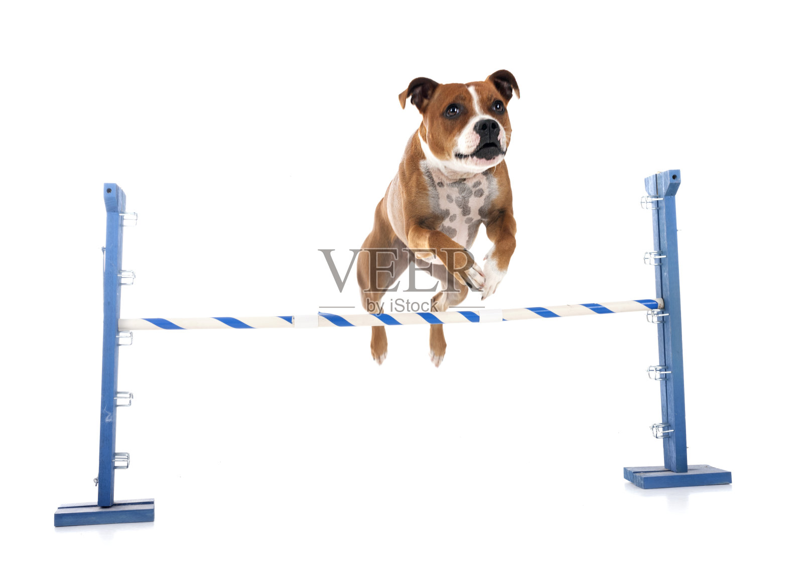 斯塔福德郡斗牛梗照片摄影图片