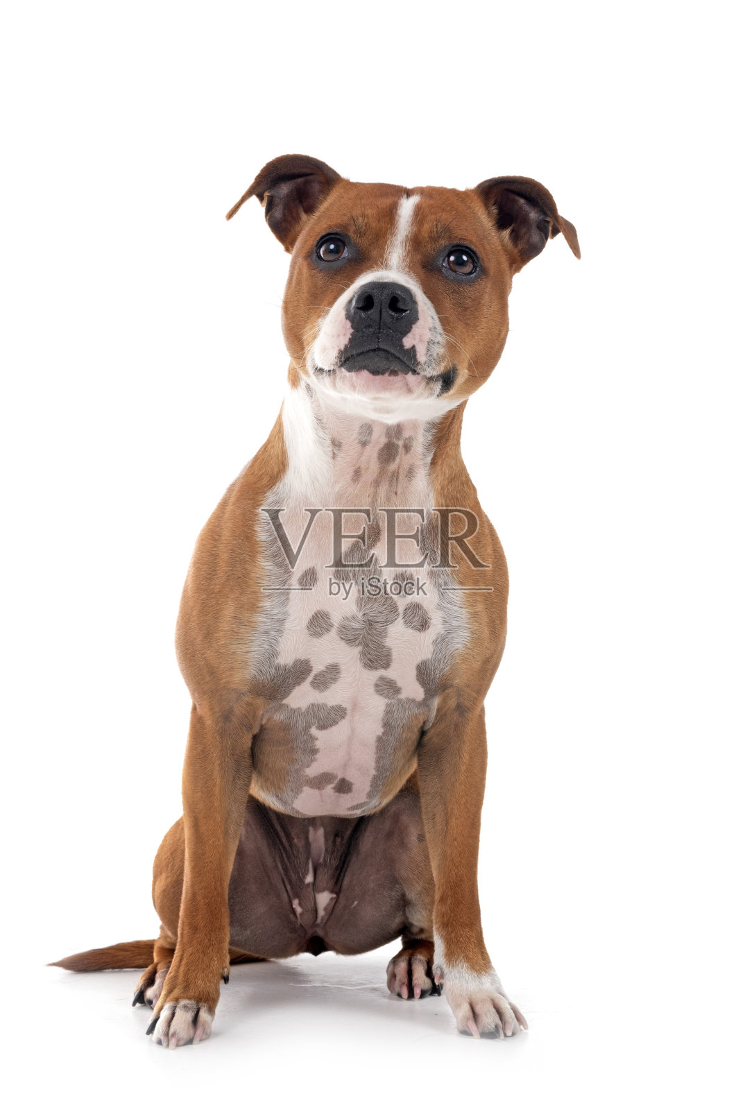 斯塔福德郡斗牛梗照片摄影图片