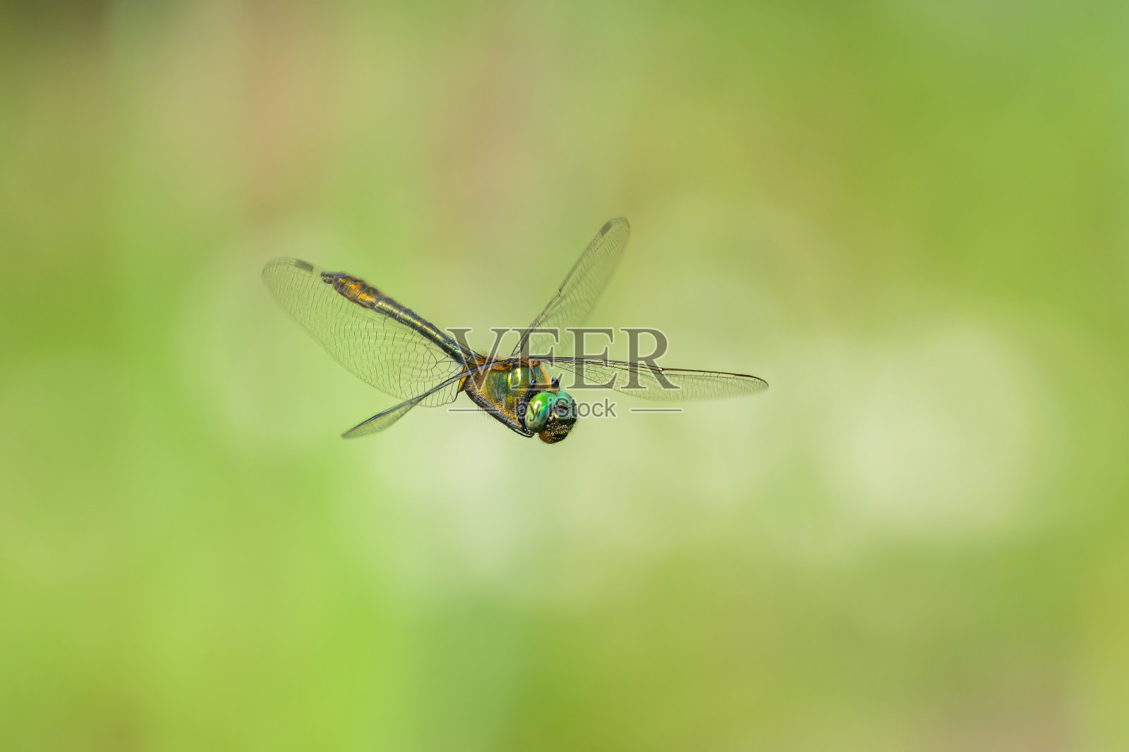 一只羽绿的蜻蜓飞过水面照片摄影图片