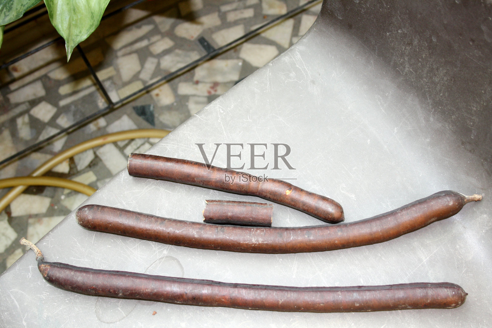 印度金盆草(决明子)的种子荚很长，颜色为深棕色(图片来源:Sanjiv Shukla)照片摄影图片